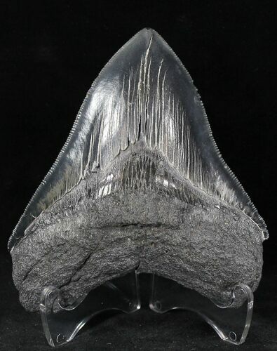 Serrated Megalodon Tooth - Georgia #21882